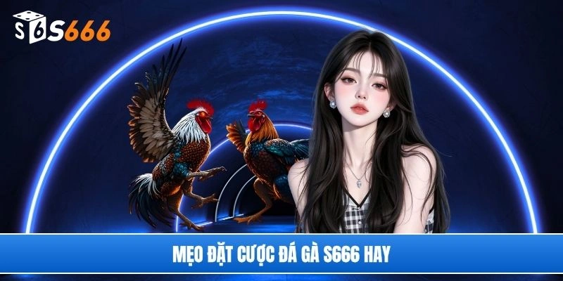 Mẹo đặt cược đá gà S666 hay